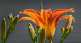 First Daylily_P1150135